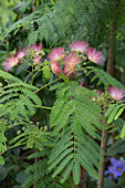 Albizia julibrissin (Seidenbaum) mit rosafarbenen Pinselblueten