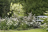 White early summer bed, Chionanthus virginicus