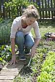 Woman loosening soil in vegetable patch with hand grubber