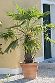 Trachycarpus fortunei in a terracotta bucket next to the entrance to the house