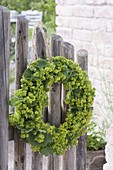Wreath of alchemilla flowers and leaves on garden gate