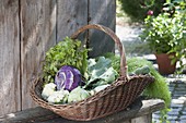 Basket of freshly harvested kohlrabi (Brassica), salad (Lactuca)