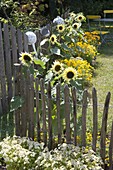 Helianthus 'Garden Statement' (Sunflower)
