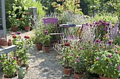 Small group of seats on gravel terrasse, Pots with Zinnia (Zinnia)