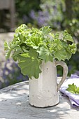 Bouquet made of Alchemilla mollis (lady's mantle) in a jug