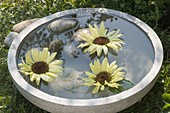 Helianthus annuus 'Garden Statement' (Sunflower) flowers