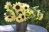 Bouquet of Helianthus annuus 'Garden Statement' (Sunflower)