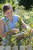 Woman picking gooseberries 'Invicta' (Ribes uva-crispa)