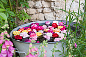 Eine Sammlung von Rosenköpfen aus dem Garten, die in einem alten Zinkbehälter schwimmen