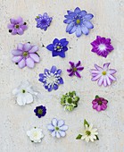 Sammlung von Hepaticas, Hepatica Flowerheads Stillleben