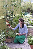 Holzkuebel mit Tomaten (Lycopersicon) unterpflanzt mit Basilikum