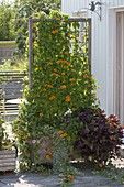 Mobile case with Thunbergia as privacy screen