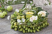 Green hops wreath with rose petals, Humulus lupulus (hops)