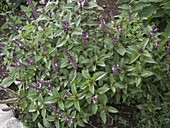 Strauch-Basilikum 'African Blue' (Ocimum kilimandscharicum x basilicum
