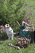 As from September it's planting time for flower bulbs