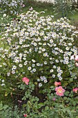 Aster ageratoides 'Ashvi'