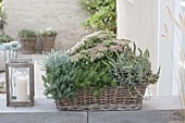 Basket box planted with succulents