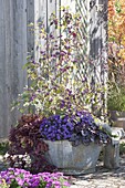 Herbstlich bepflanzte Zinkwanne : Callicarpa (Liebesperlenstrauch), Aster