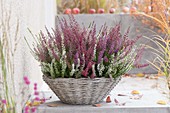 Basket with Calluna Trio 'Beauty Ladies' in white, red and purple