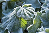 Rime-covered Alchemilla (lady's mantle) leaves