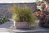 Various Carex (sedge) together in terracotta box