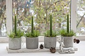 Advent arrangements of green candles and pinus (pine) in concrete pots