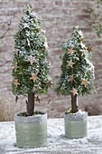 Bound Christmas trees out of Abies
