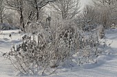 Bed with snowy perennials and grasses in the wintry garden