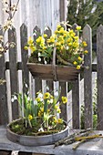 Early spring at the garden fence