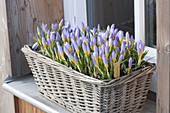 Crocus chrysanthus 'Blue Pearl' in basket on windowsill