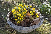 Basket with Eranthis (winter aconite) between autumn leaves on moss soil