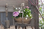 Wooden basket with muscari, primula and bellis