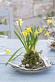 Table Decoration with Narcissus 'Tete A Tete' (Daffodil)