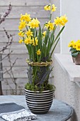 Narcissus 'Tete A Tete' with willow tassels and feathers