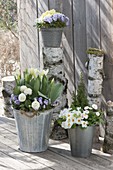 Frühlingsterrasse mit Birken-Stämmen: Primula acaulis (Primeln