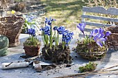 Table with Iris reticulata (Netziris) dug up and in the basket
