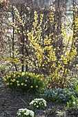 Forsythia (Gold Bells), Narcissus 'Tete A Tete' (Daffodil)