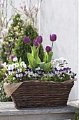 Korbkasten mit Viola cornuta (Hornveilchen), Tulipa 'Purple Prince'