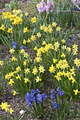 Narcissus 'Tete A Tete', 'Jetfire' and Hyacinthus