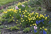 Narcissus 'Tete a Tete', 'Jetfire' (daffodil) and hyacinthus (hyacinth)