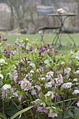 Helleborus orientalis (lilac roses)