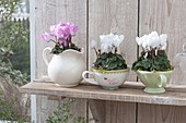 Cyclamen (cyclamen) in cups and pitcher on wallboard