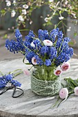 Posy of Muscari and Bellis