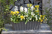 White-yellow planted basket box