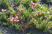 Tulipa kaufmanniana 'The First' (tulip), Calamagrostis
