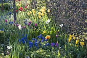 Colorful spring bed with tulipa, muscari