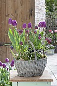 Tulipa 'Purple Prince' (Tulpen) und Fritillaria meleagris (Schachbrettblumen