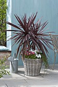 Cordyline australis 'Red Star' (club lily) in basket with Bellis