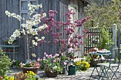 Spring at the tool shed, Malus 'Evereste'