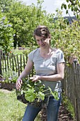 Frau trägt Korb mit Gemuesepflanzen : Kürbis (Cucurbita)